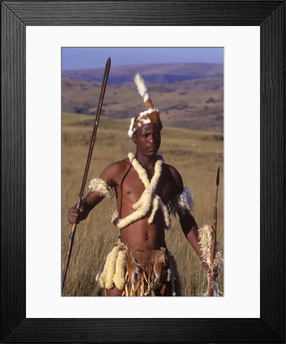 Framed Print : Zulu warrior in traditional dress with fighting Framed Print : Zulu warrior in traditional dress with fighting