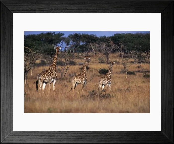 Framed Print : South Africa, KwaZulu Natal, Spioenkop Game Reserve Framed Print : South Africa, KwaZulu Natal, Spioenkop Game Reserve