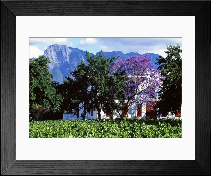 Framed Print : Cape Dutch farmstead vineyard near Franschoek Framed Print : Cape Dutch farmstead vineyard near Franschoek
