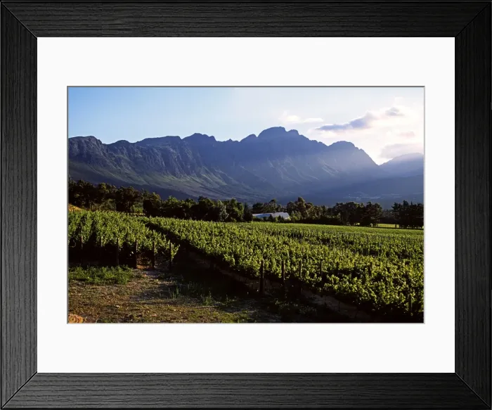 Framed Print : Vineyard at Franschoek Framed Print : Vineyard at Franschoek