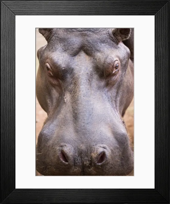 Framed Print : A hippo (Hippopotamus amphibius) in Milwane Game Reserve, Swaziland Framed Print : A hippo (Hippopotamus amphibius) in Milwane Game Reserve, Swaziland
