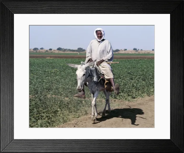 Framed Print : An old man rides his donkey along a path beside farmland Framed Print : An old man rides his donkey along a path beside farmland