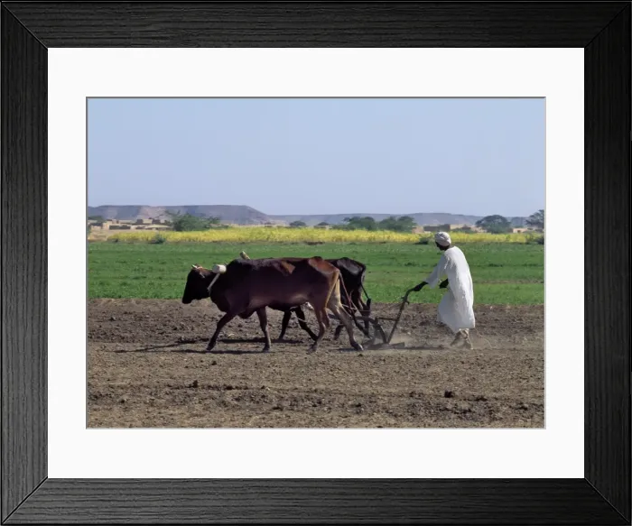 Framed Print : A man ploughs his fields with oxen Framed Print : A man ploughs his fields with oxen