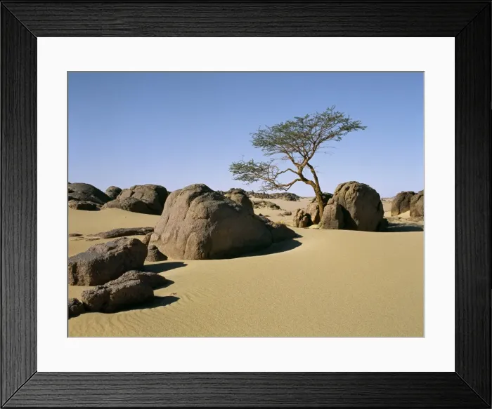 Framed Print : A lone Acacia tree struggles to survive among rocks Framed Print : A lone Acacia tree struggles to survive among rocks