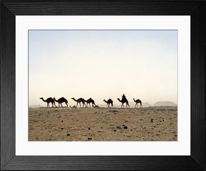 Framed Print : A camel rider drives his camels through a sandstorm Framed Print : A camel rider drives his camels through a sandstorm