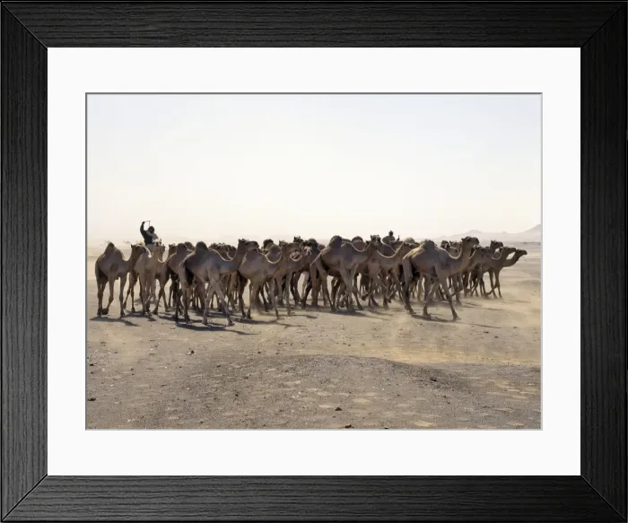 Framed Print : A camel trader drives his camels through a sandstorm Framed Print : A camel trader drives his camels through a sandstorm