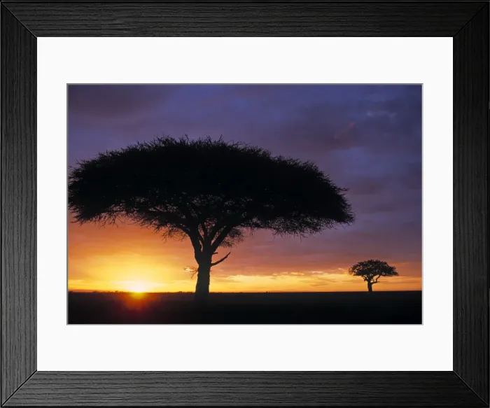 Framed Print : Acacia tree at sunrise Framed Print : Acacia tree at sunrise