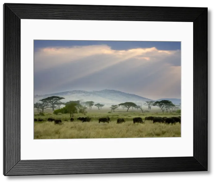 Framed Print : African Buffalo Framed Print : African Buffalo