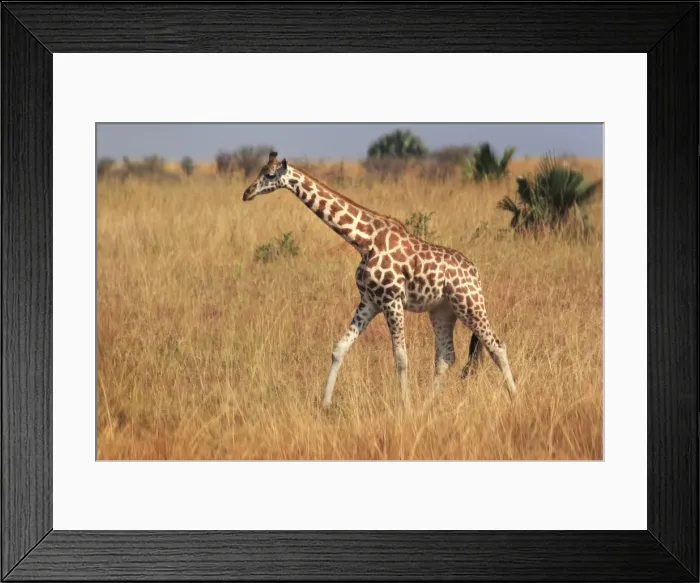 Framed Print : Giraffe, Murchison Falls Conservation Area Framed Print : Giraffe, Murchison Falls Conservation Area