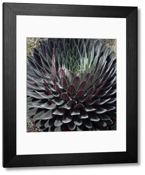 Framed Print : The perfect symmetry of the leaves of a young lobelia Framed Print : The perfect symmetry of the leaves of a young lobelia
