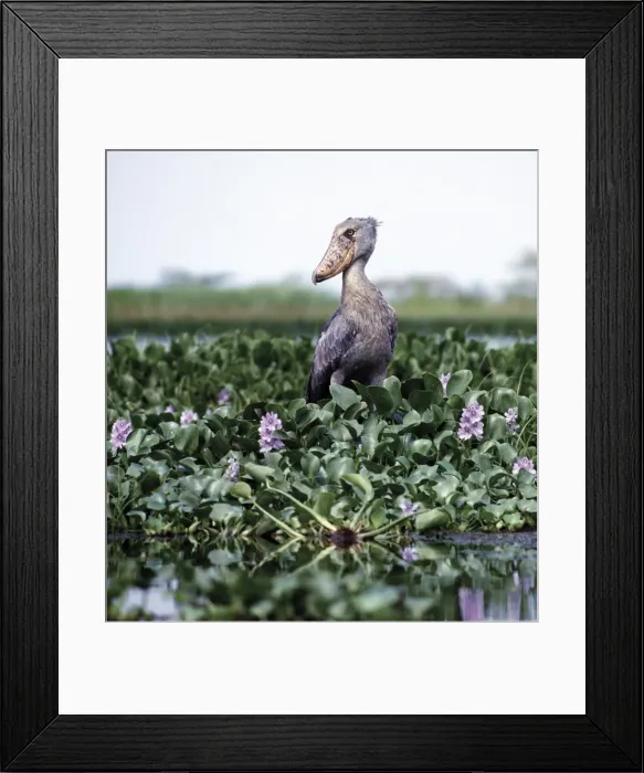 Framed Print : The rare shoebill Framed Print : The rare shoebill