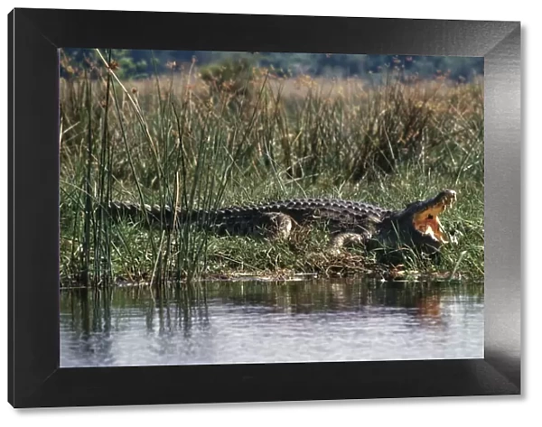 Huge Nile crocodiles bask on the banks of the Victoria