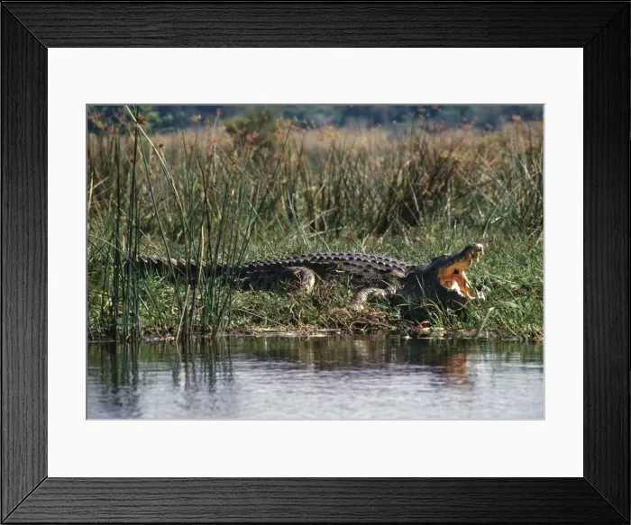 Framed Print : Huge Nile crocodiles bask on the banks of the Victoria