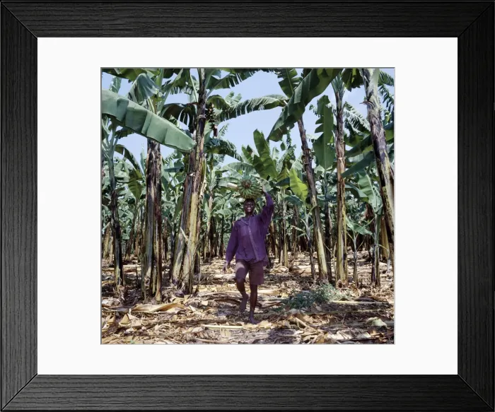 Framed Print : Bananas are grown everywhere in Uganda Framed Print : Bananas are grown everywhere in Uganda