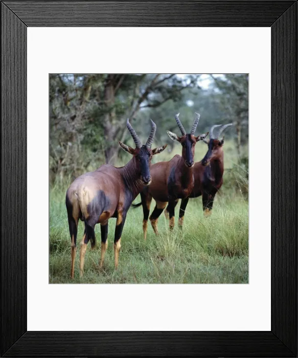 Framed Print : Topi antelope Framed Print : Topi antelope