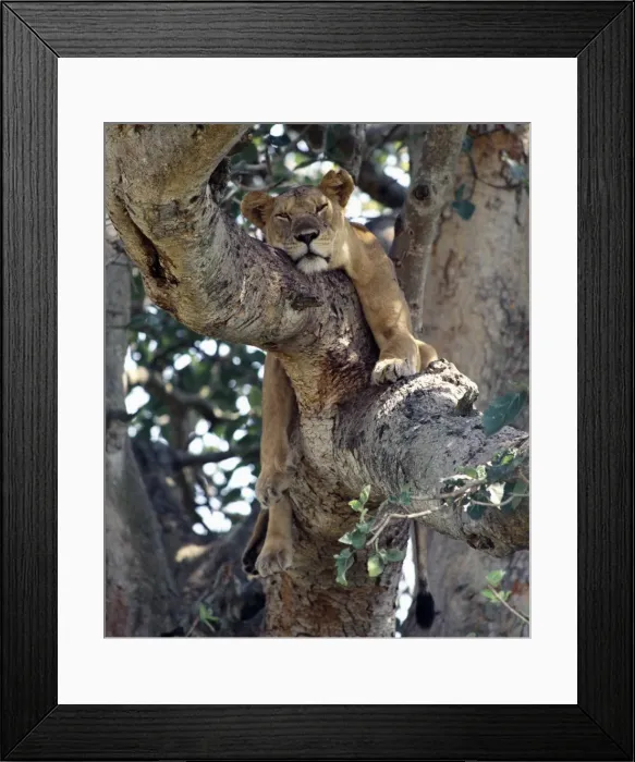Framed Print : A lioness rests in a fig tree in the Ishasha area of Framed Print : A lioness rests in a fig tree in the Ishasha area of