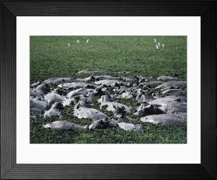 Framed Print : Large groups of hippos wallow all day in Uganda s Framed Print : Large groups of hippos wallow all day in Uganda s