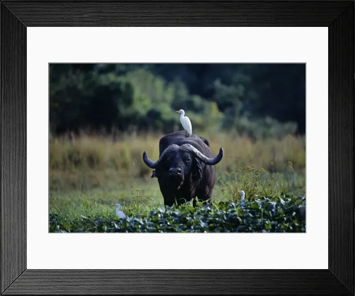 Framed Print : Zambia, Lower Zambesi National Park Framed Print : Zambia, Lower Zambesi National Park