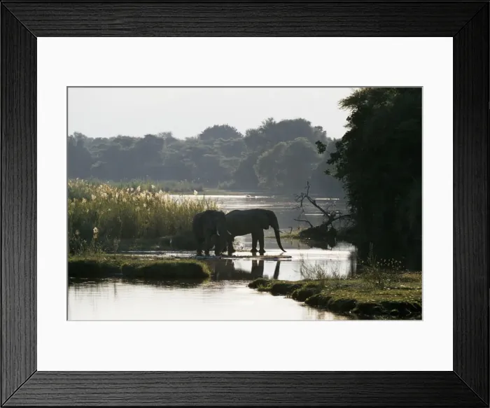 Framed Print : Elephants drink from the channel outside camp Framed Print : Elephants drink from the channel outside camp