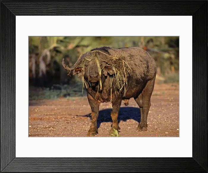 Framed Print : Zambia, Lower Zambezi National Park