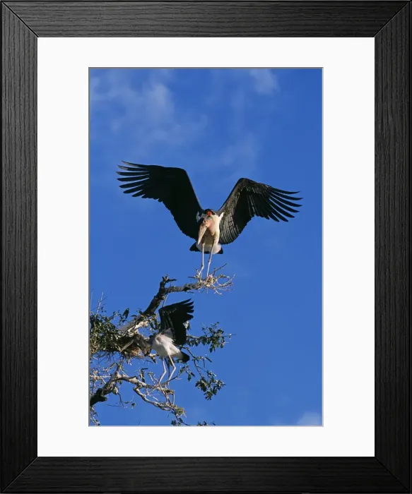 Framed Print : Zambia, South Luangwa national park Framed Print : Zambia, South Luangwa national park
