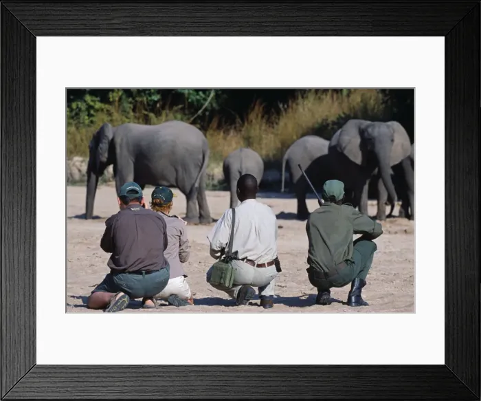 Framed Print : Zambia, South Luangwa National Park Framed Print : Zambia, South Luangwa National Park