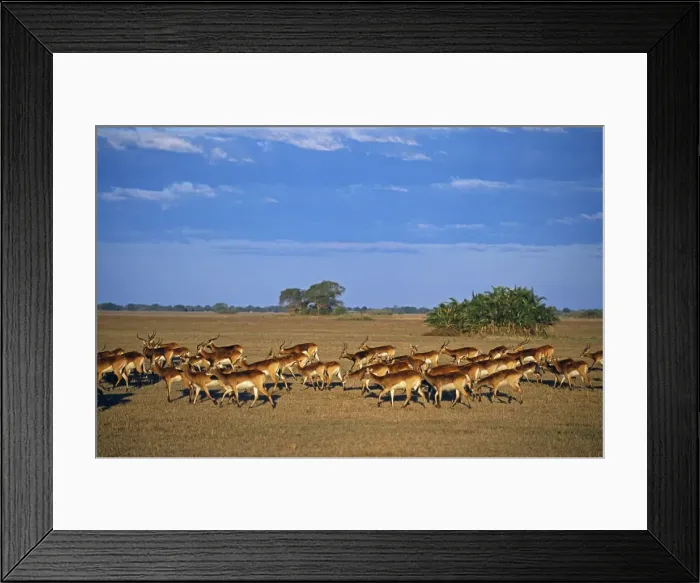 Framed Print : Zambia, Bangweulu Swamp Framed Print : Zambia, Bangweulu Swamp