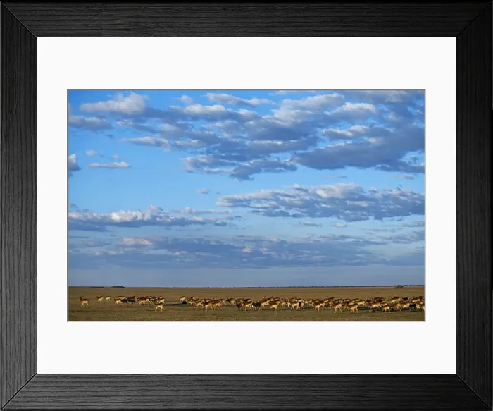 Framed Print : Zambia, Bangweulu Swamp Framed Print : Zambia, Bangweulu Swamp