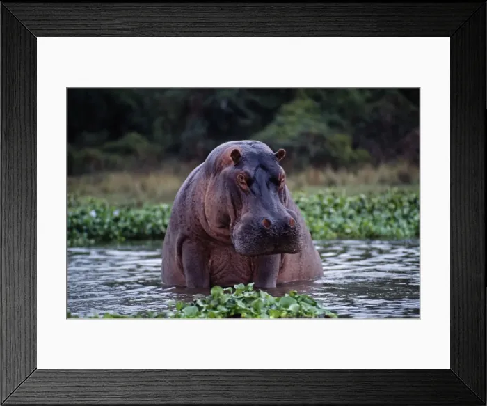 Framed Print : Zambia, Zambezi River Framed Print : Zambia, Zambezi River