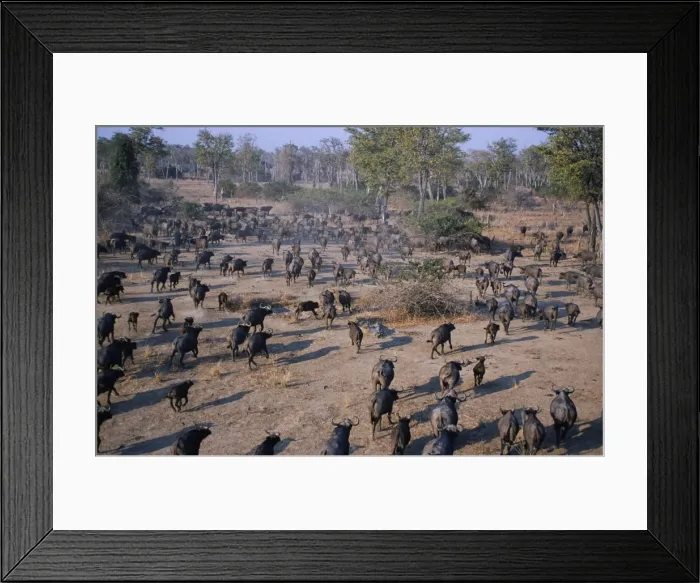 Framed Print : Zambia, South Luangwa Framed Print : Zambia, South Luangwa