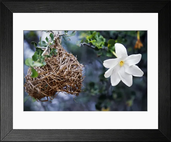 Framed Print : Wild frangipani flower and buffalo weavers nest Framed Print : Wild frangipani flower and buffalo weavers nest