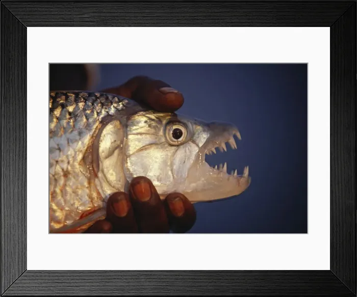 Framed Print : Zambia, Lower Zambesi National Park. A fine tiger fish caught on the Zambezi River - the worlda€ Framed Print : Zambia, Lower Zambesi National Park. A fine tiger fish caught on the Zambezi River - the worlda€