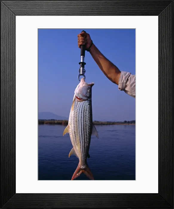 Framed Print : Zambia, Lower Zambezi National Park Framed Print : Zambia, Lower Zambezi National Park