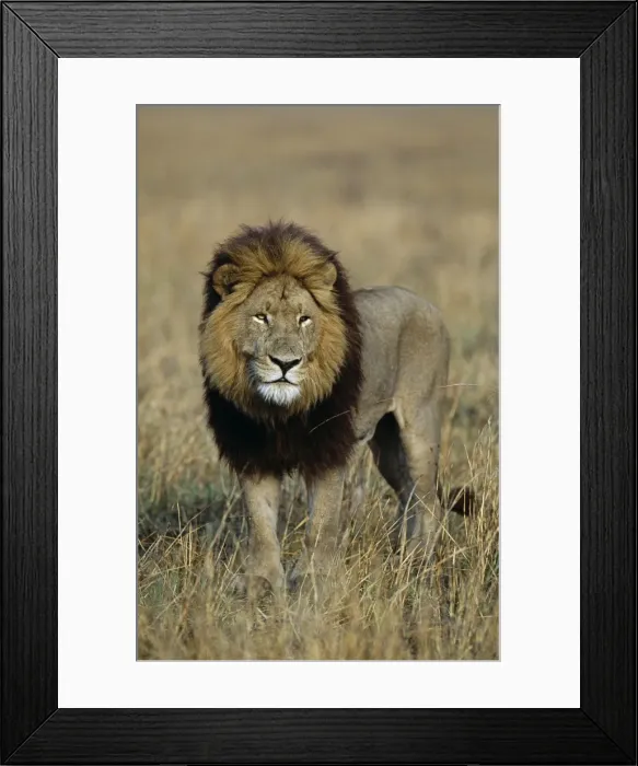 Framed Print : Zambia, Kafue National Park Framed Print : Zambia, Kafue National Park