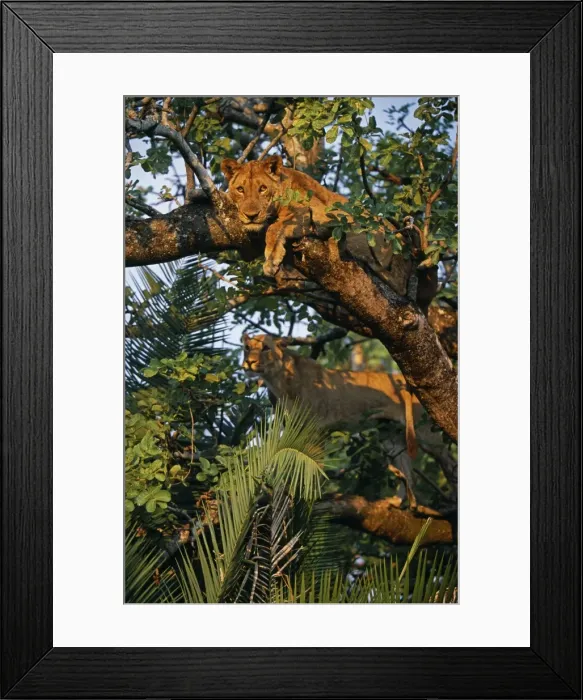 Framed Print : Zambia, Kafue National Park Framed Print : Zambia, Kafue National Park