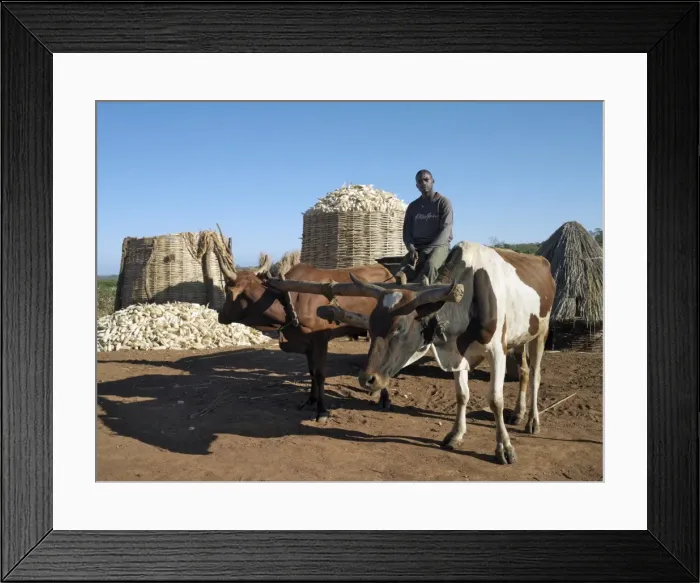 Framed Print : A farmer and his ox cart with a bountiful harvest of maize in the background Framed Print : A farmer and his ox cart with a bountiful harvest of maize in the background