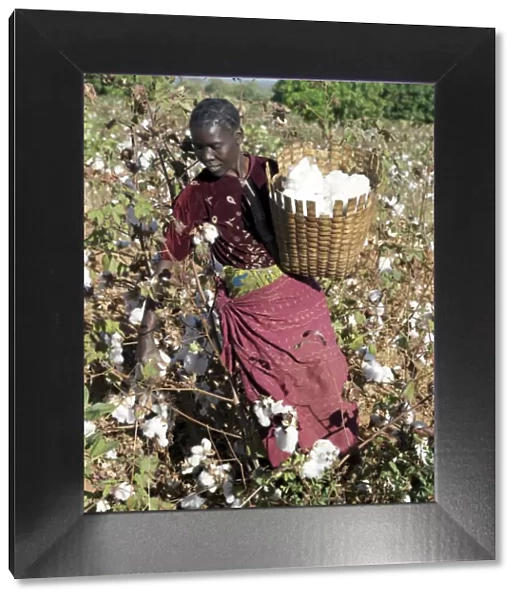 A woman harvests cotton on her husbands smallholding