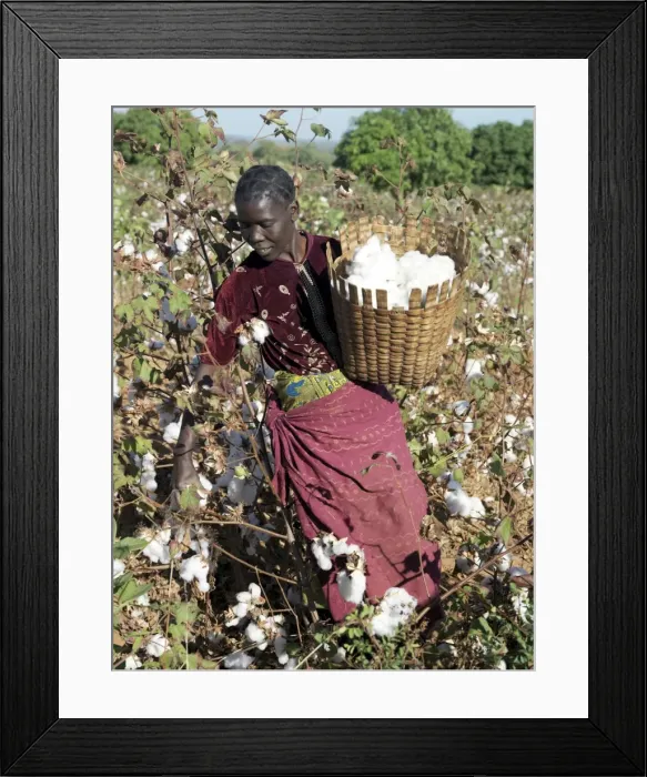 Framed Print : A woman harvests cotton on her husbands smallholding Framed Print : A woman harvests cotton on her husbands smallholding