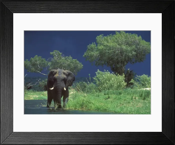 Framed Print : Male Elephant under stormy skies on bank of Zambezi River Framed Print : Male Elephant under stormy skies on bank of Zambezi River
