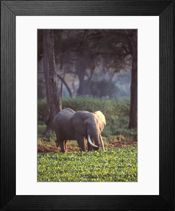 Framed Print : Elephant in early morning mist feeding on water hyacinths Framed Print : Elephant in early morning mist feeding on water hyacinths