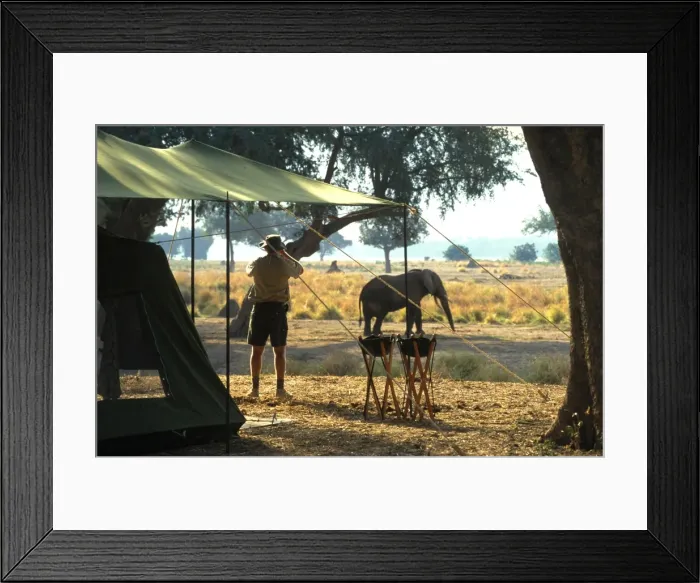 Framed Print : Elephant by John Stevens tented camp Framed Print : Elephant by John Stevens tented camp