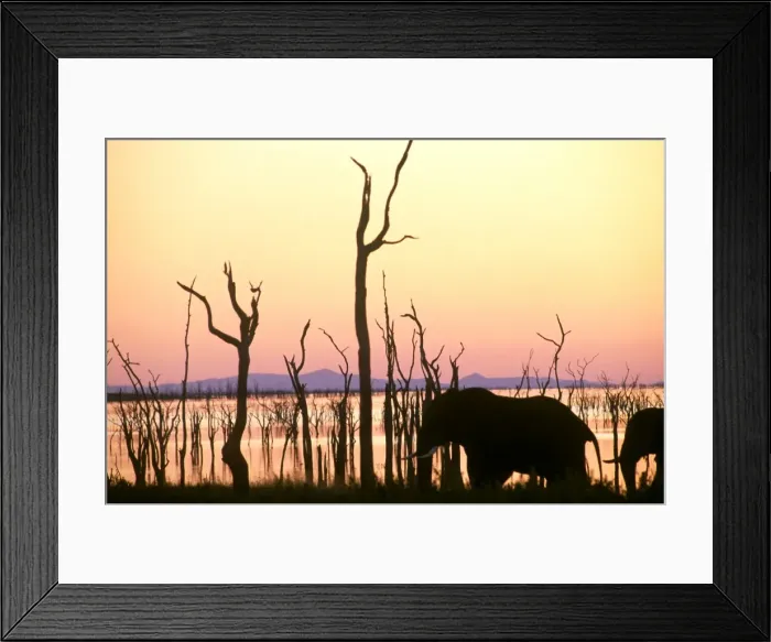 Framed Print : Elephant on shore of Lake Kariba Framed Print : Elephant on shore of Lake Kariba