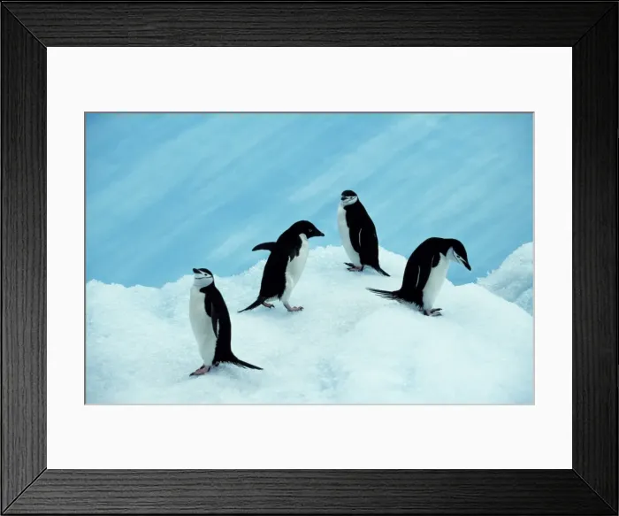 Framed Print : Antarctica, South Orkney Islands, Laurie Island Framed Print : Antarctica, South Orkney Islands, Laurie Island