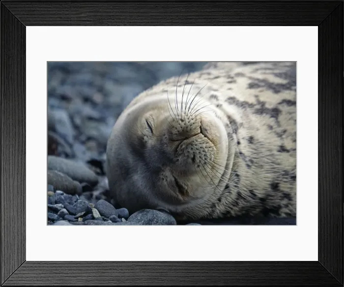 Framed Print : Antarctica, South Shetlands Islands, Half Moon Island Framed Print : Antarctica, South Shetlands Islands, Half Moon Island