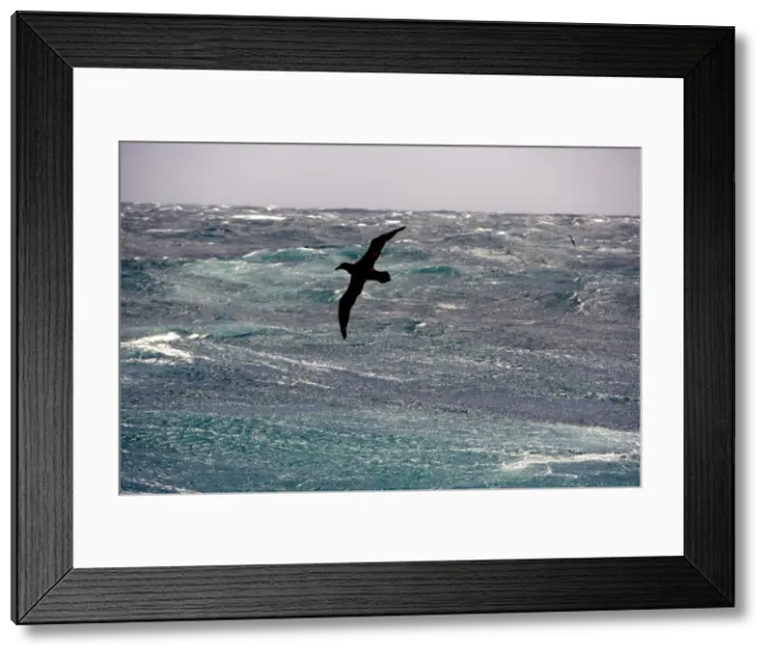 Framed Print : Antarctica, Drakes Passage Framed Print : Antarctica, Drakes Passage