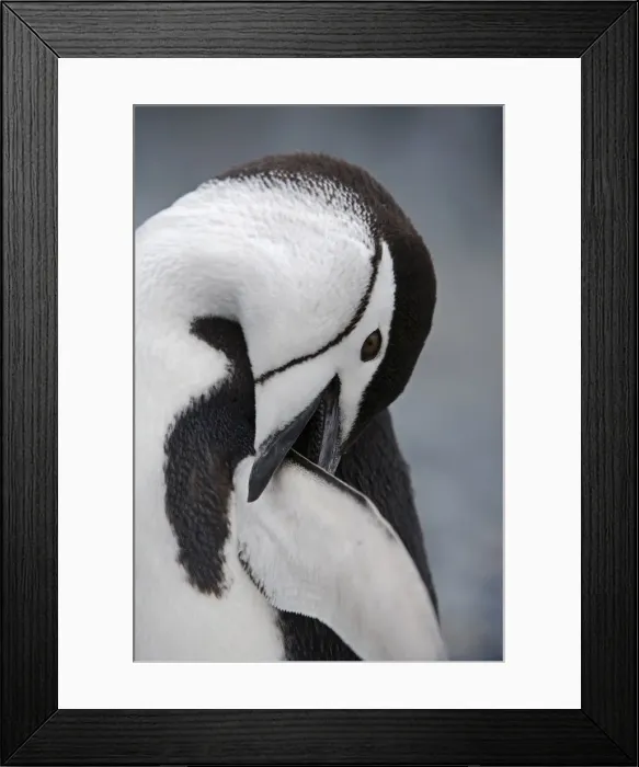Framed Print : Chinstrap Penguin Framed Print : Chinstrap Penguin