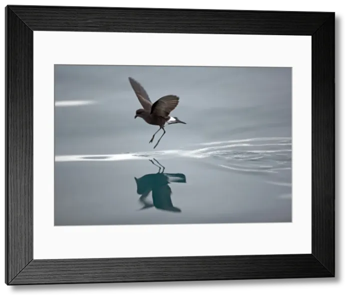 Framed Print : Antarctic, Antarctic Peninsula, Hope Bay Framed Print : Antarctic, Antarctic Peninsula, Hope Bay