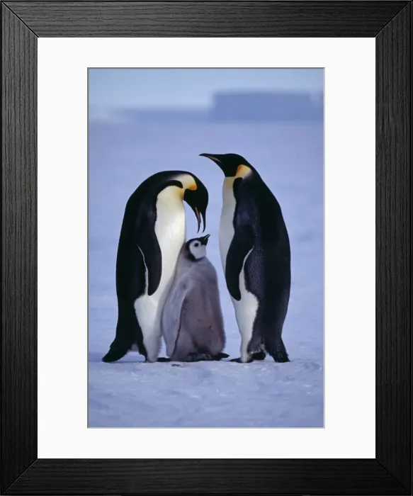 Framed Print : Antarctica, Weddell Sea, Riiser-Larsen Ice Shelf