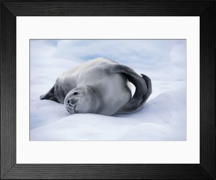 Framed Print : Antarctica, Paradise Bay Framed Print : Antarctica, Paradise Bay