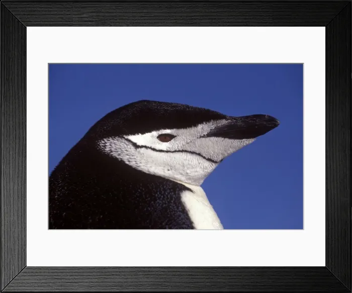 Framed Print : Antarctica, South Shetland Island, Aitcho Island Framed Print : Antarctica, South Shetland Island, Aitcho Island